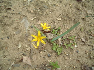 �L�o�i�m�A�}�i